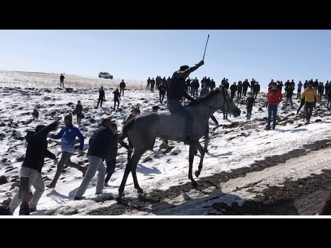 Video: Atlı At Yarış Atında Genetik Mənşə Və Sürət Tarixi