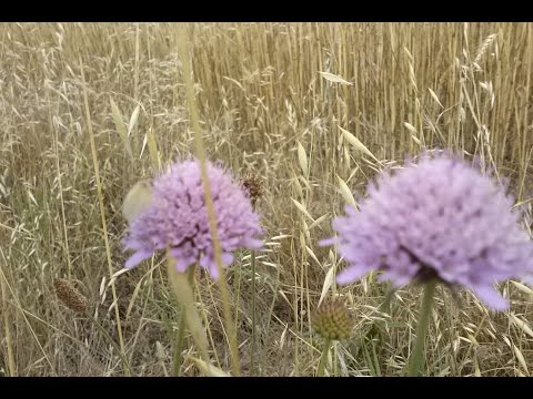 Video: Grandi Nuclei Di Infiorescenze Di Scabiosa