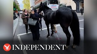 Cars and buses smashed in aftermath of cavalry horses escape in central London