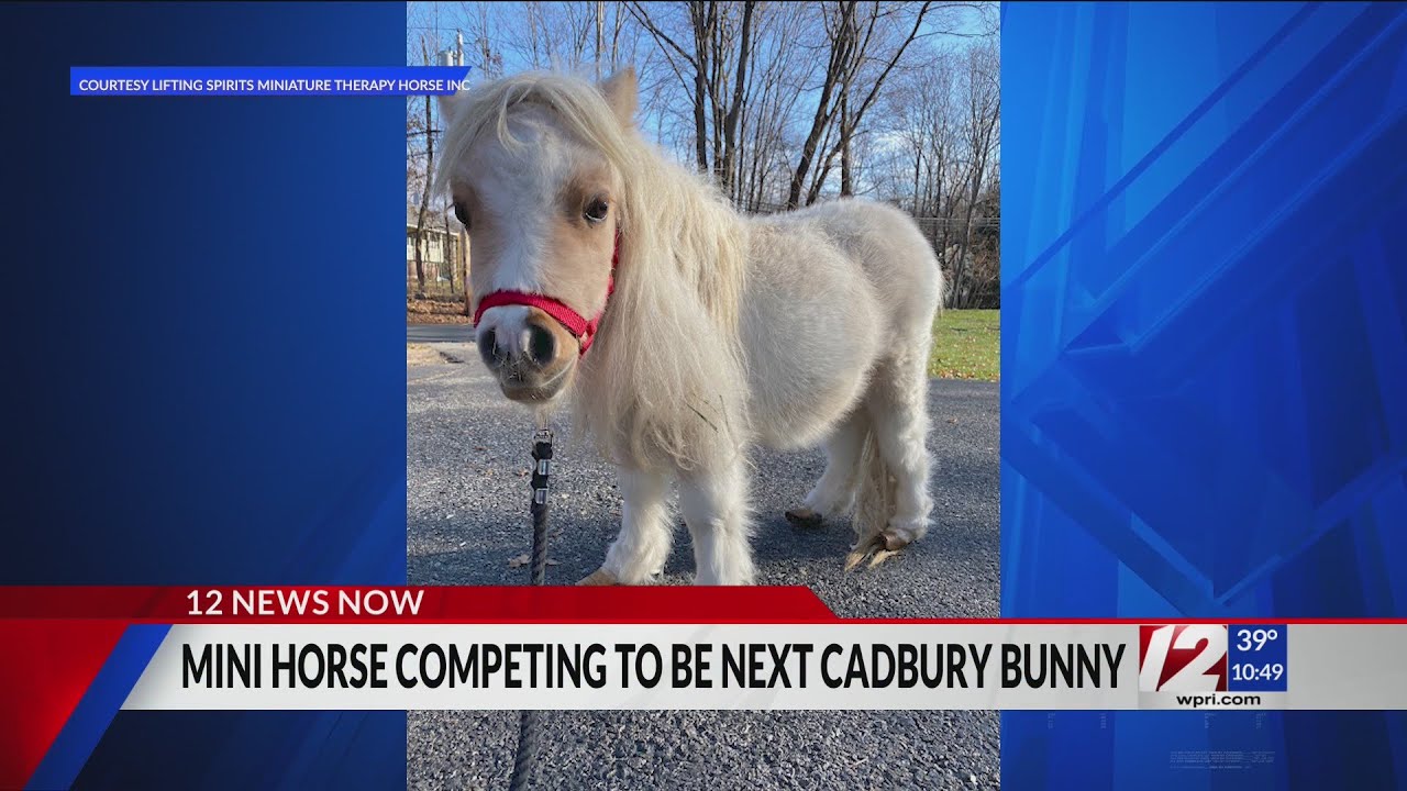Andover Miniature Horse A Finalist In Cadbury Bunny Contest YouTube Andover miniature horse a finalist in cadbury bunny contest youtube