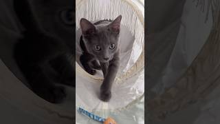 Pop Up Cat Tunnel