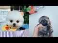  pomeranian dogs  cute and funny dogs compilation  petlovers ph