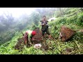 Life With Nature || Video - 47 || Harvesting Potato & Planting Cabbage ||
