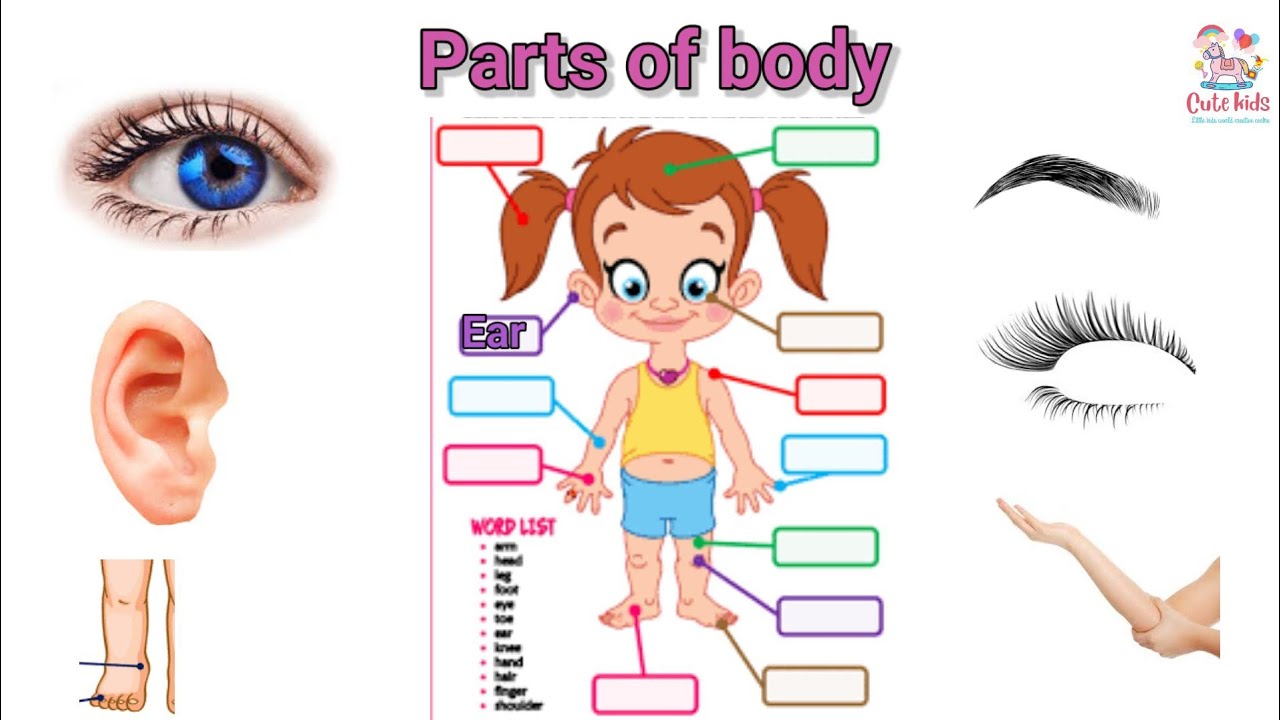 Parts of body for kidslearn parts of body in englishjisam ky hisoon