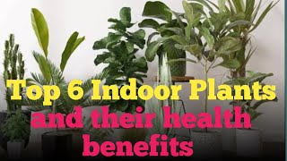 Best Indoor Plants in the world | Best Indoor Plants for Clean Air | Top 6 Indoor plants |