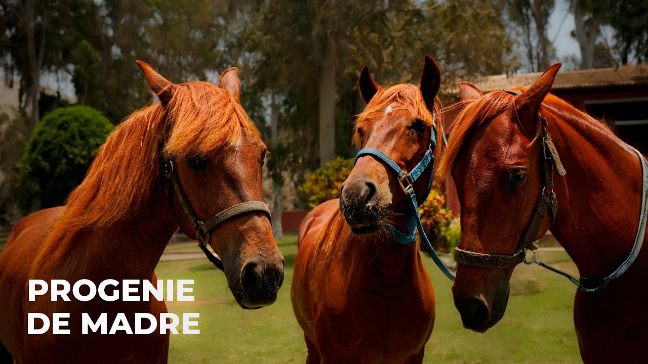 Progenie de Madre | A CUATRO TIEMPOS TV