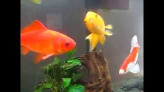 Download Lagu Sarasa commet  75g main + 50g sump MP3