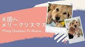 何回もお腹を切られた哀しい繁殖犬マリアの幸せ物語 Youtube 何回もお腹を切られた哀しい繁殖犬マリアの幸せ物語 Youtube