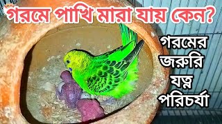 গরমে বাজরিগার পাখি মারা যাওয়ার কারন । গরমে পাখির যত্ন ।