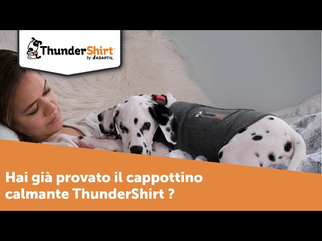 Il tuo cane è spaventato o stressato? ThunderShirt può essere la soluzione  che fa al caso tuo! 