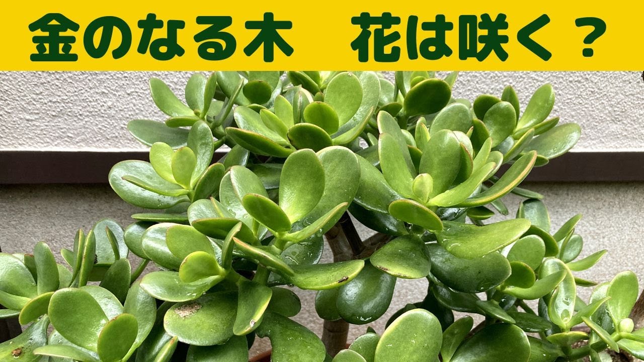 金のなる木・花は咲く？/小さくてもたくさん花が咲く品種もあるよ