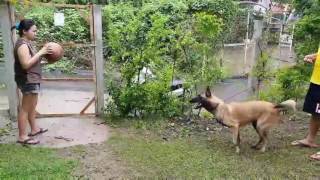 Dog training - Off switch for Malinois | Dog Training in Long Island, NY and Cebu, PH