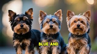 Yorkshire terrier facts2 2