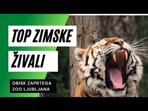 TOP zimske živali v ZOO Ljubljana