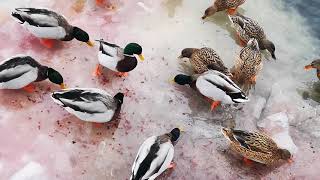 ОЧЕНЬ много гусей и уток на озере. Зимняя охота на еду утки vs гуси