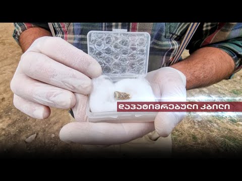 Post Factum | დაპატიმრებული \"ადამის კბილი\" - წულუკიანის ანგარიშსწორების ახალი ეპიზოდი