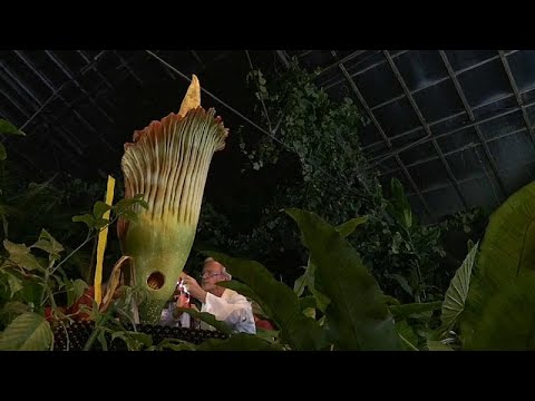 La flor cadáver en peligro de extinción