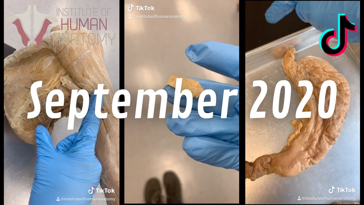 Human Anatomy TikTok Compilation | September 2020 | Institute of Human Anatomy
