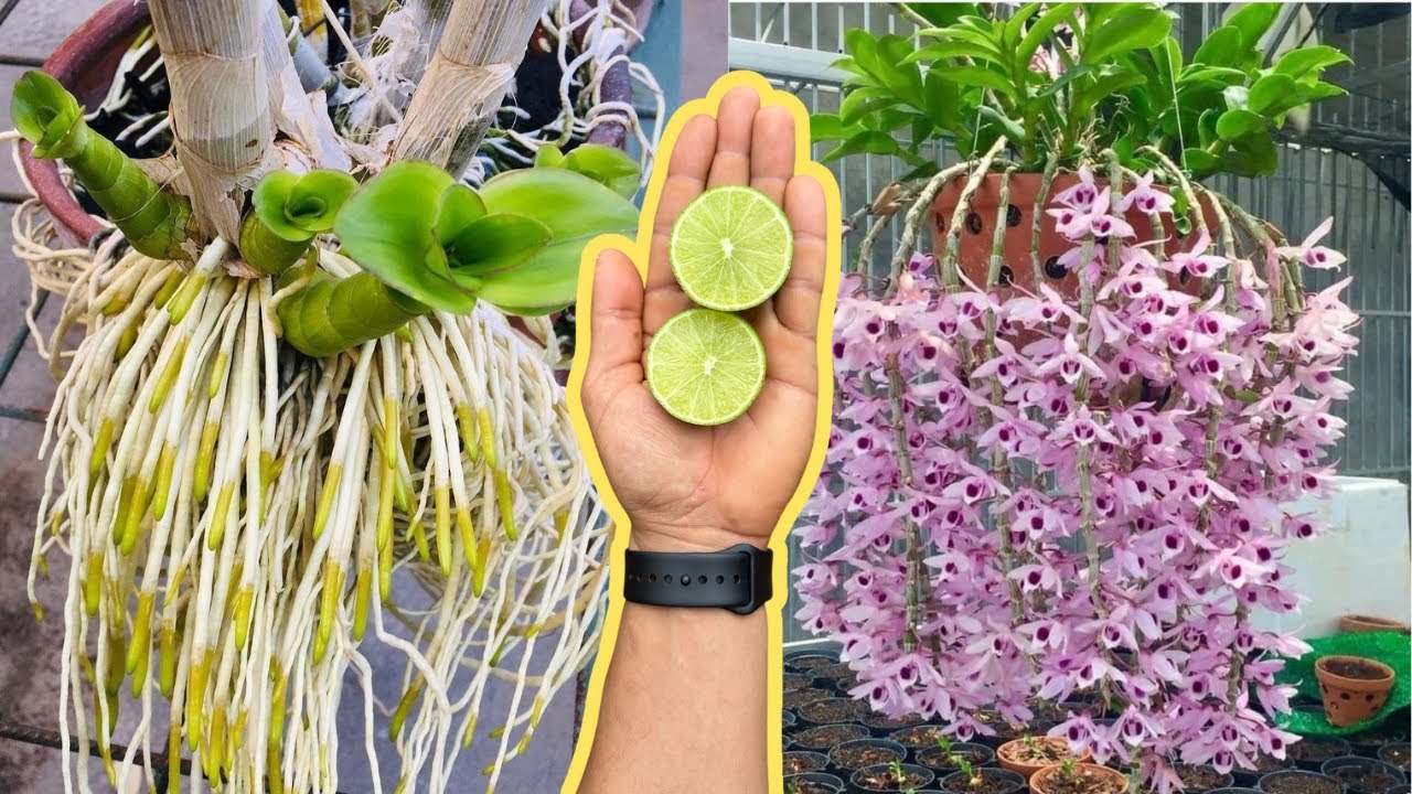 O LIMÃO É PODEROSO! REVIVE QUALQUER ORQUÍDEAS E FAZ FLORESCER O ANO INTEIRO