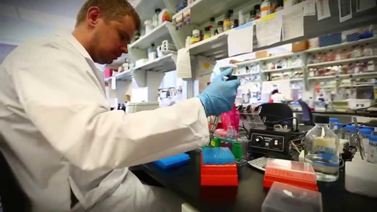 Researchers successfully eliminate HIV virus from cultured human cells