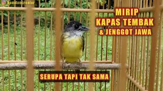 MENGENAL BURUNG KAPAS KUNYIT / EMPULOH IRANG