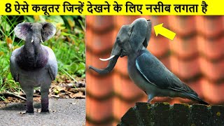 8 ऐसे कबूतर जिन्हें देखने के लिए नसीब लगता है , आप भी देखलो ,,, 8 Most Rare pigeon in the world