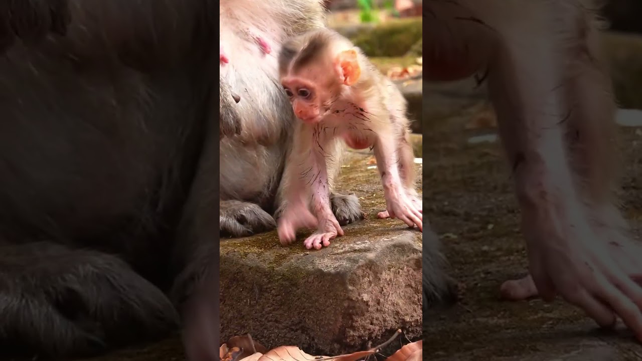 OMG bitten Boris playfully when mum hug closely, seem jealousy to older