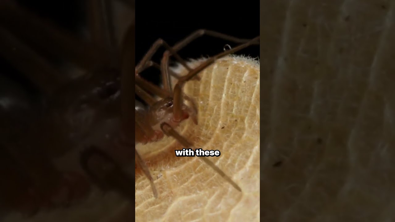 Are There Venomous Spiders in Ohio?