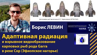 «Адаптивная радиация и взрывное видообразование рыб рода Garra в реке Сор (Эфиопия)». Борис Лёвин