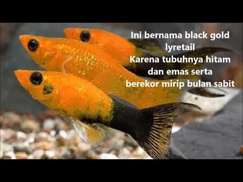 dua-jenis-platy-populer-:-black-gold-lyretail-dan-tricolor-mickey-mouse
