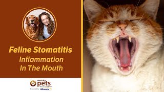 Feline Stomatitis  Inflammation In The Mouth