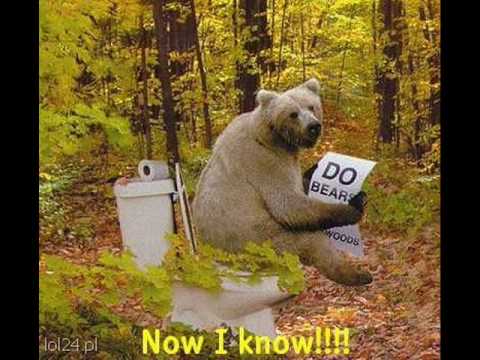 Медведь срет фото
