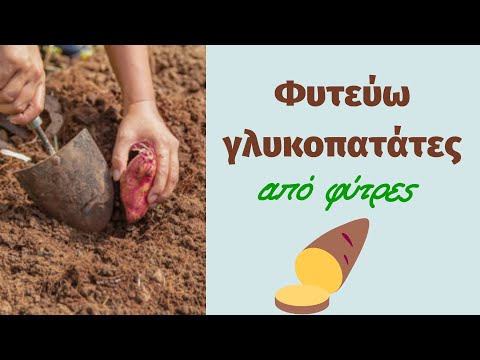 Βίντεο: Καλλιέργεια γλυκοπατάτας