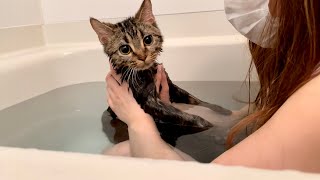 飼い主の入浴中に突撃しにきてしまった子猫w