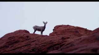 Vignette de la vidéo "Delta Venus - Todo Viento (Lyric Video)"