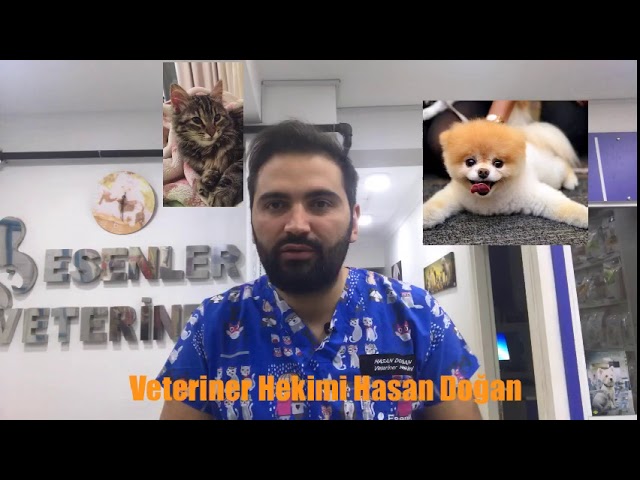 Kedim Istahsiz Halsiz Ve Surekli Uyuyor Ne Yapmaliyim Youtube