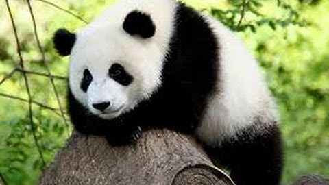 China to release 2 more pandas into wild to diversify 