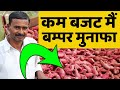 स्मार्ट किसान का मौके पे चौका | Biggest Sweet Potato Farming - Harvesting | AgriBusiness Profit