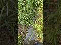 草むらの中を進んでいくと…