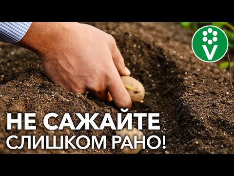 Видео: Когда сажать картофельную лозу?