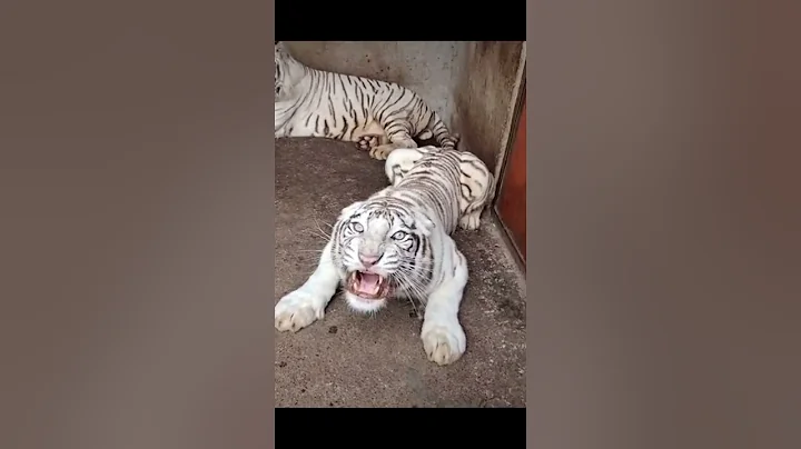 [Wild Animals Attack] The tigers growl when they feel threatened tiger whitetiger tigers