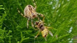 Garden Spider vs Wasp