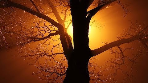 The Full Anatomy of a Tree