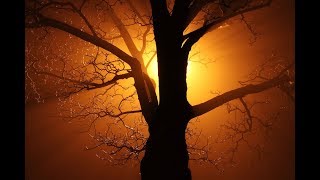 The Full Anatomy of a Tree