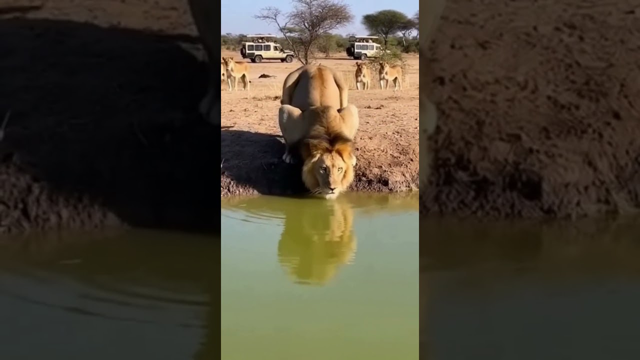 🦁💥🦛 Lion vs Hippo: A Deadly Clash at the Water’s Edge