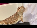 my bearded dragon has no brain