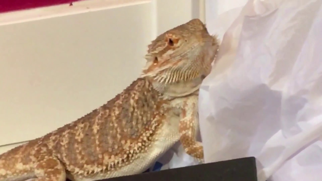 my bearded dragon has no brain