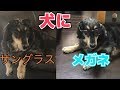 犬にサングラスとメガネをかけたらめちゃくちゃ似合ってたｗｗ（サングラス編）