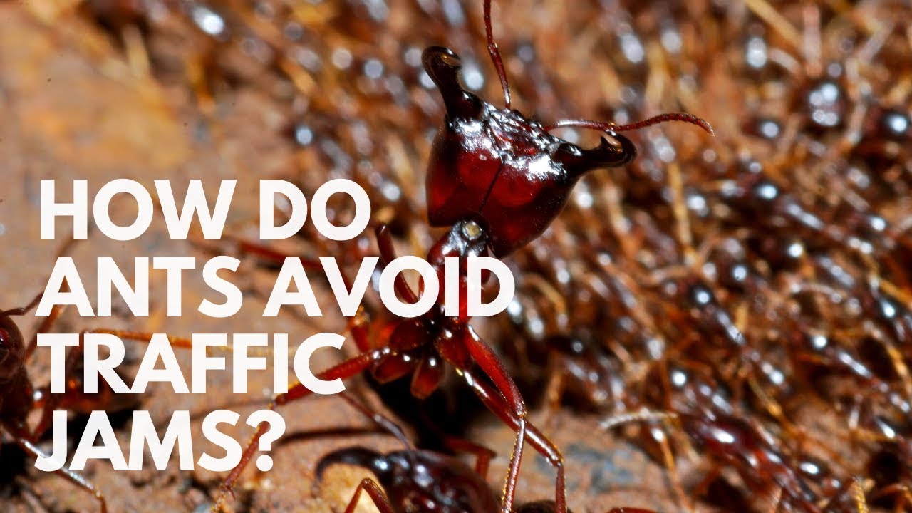 How Do Ants Avoid Traffic Jams? What is their strategy? - YouTube