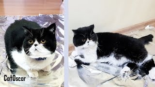 Do Cats Walk On Foil? Cat experiment.